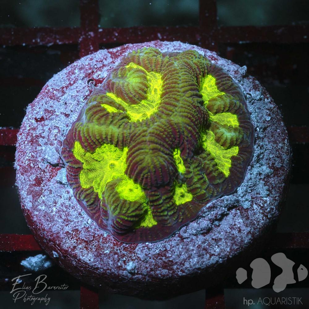 Favia Snake
